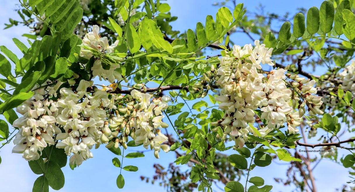 black locust tree flowers